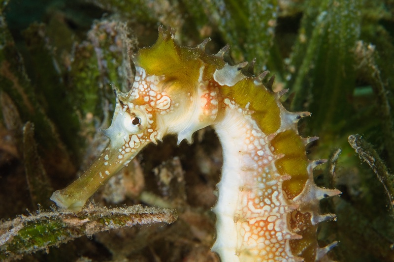 Thorny seahorse grips seagrass with its tail, white-and-orange spines breaking up its outline.