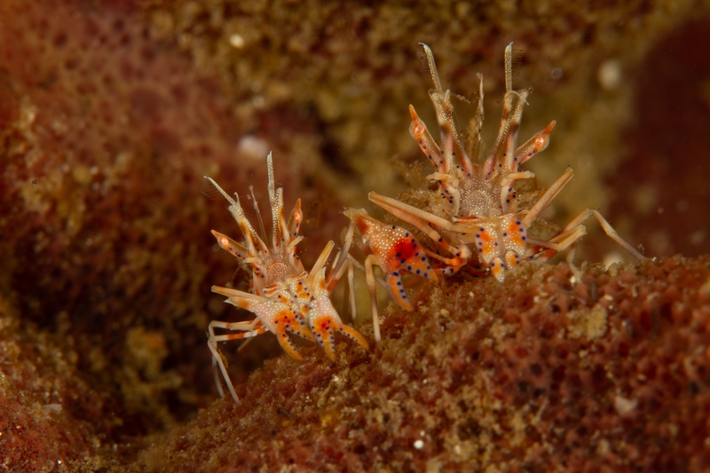 Pair of tiger shrimp stand shoulder to shoulder, spiny orange appendages and blue spots lit in close-up.