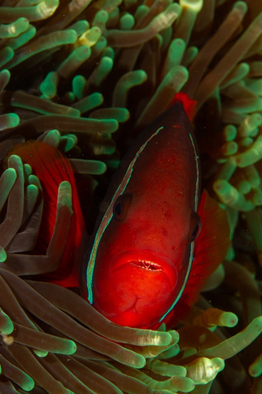 Tomato clownfish peers from green anemone tentacles, red body glowing against the host.