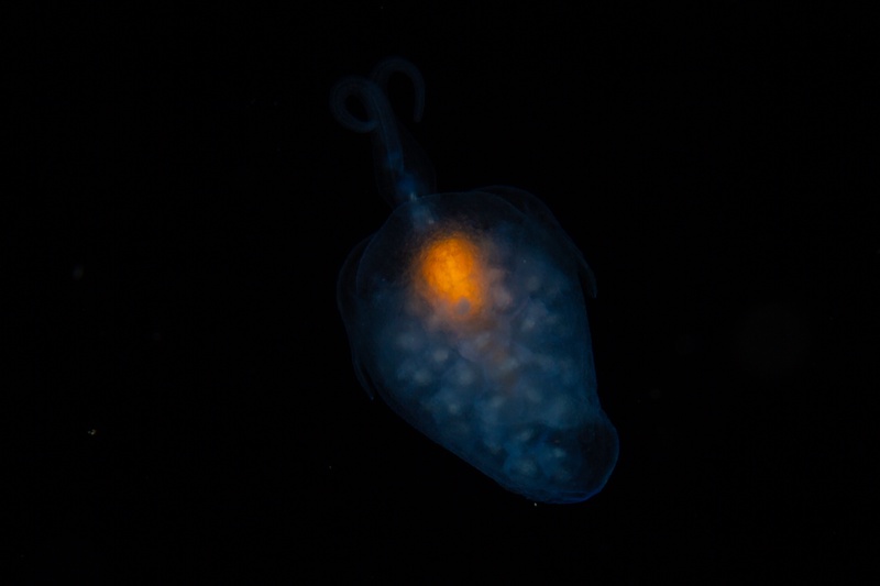Blackwater close-up of a translucent larva, orange core glowing in the dark open sea.