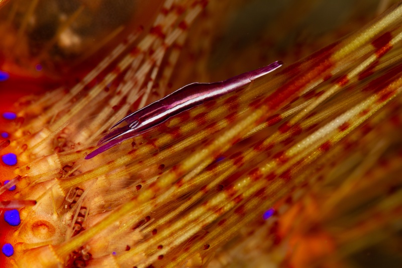 Urchin shrimp clinging to banded fire urchin spines, translucent purple body edged by orange.