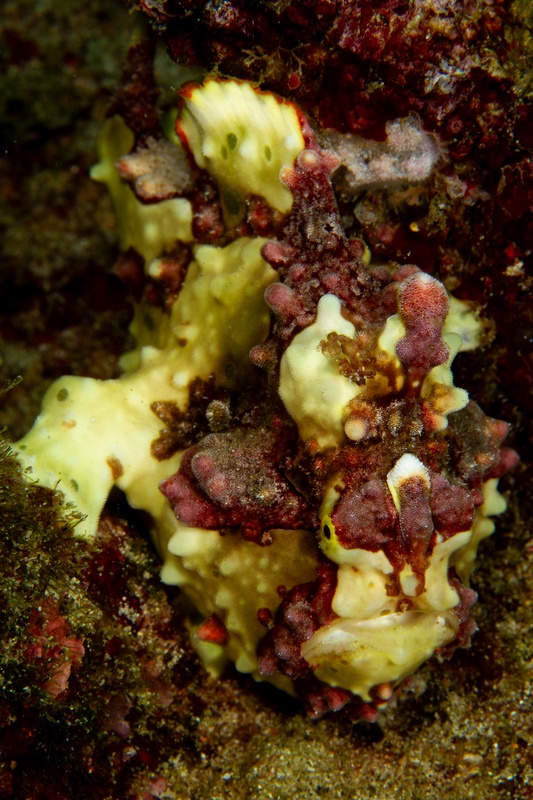 Yellow-and-red warty frogfish disappears into encrusted rock, warted skin matching sponge and reef.