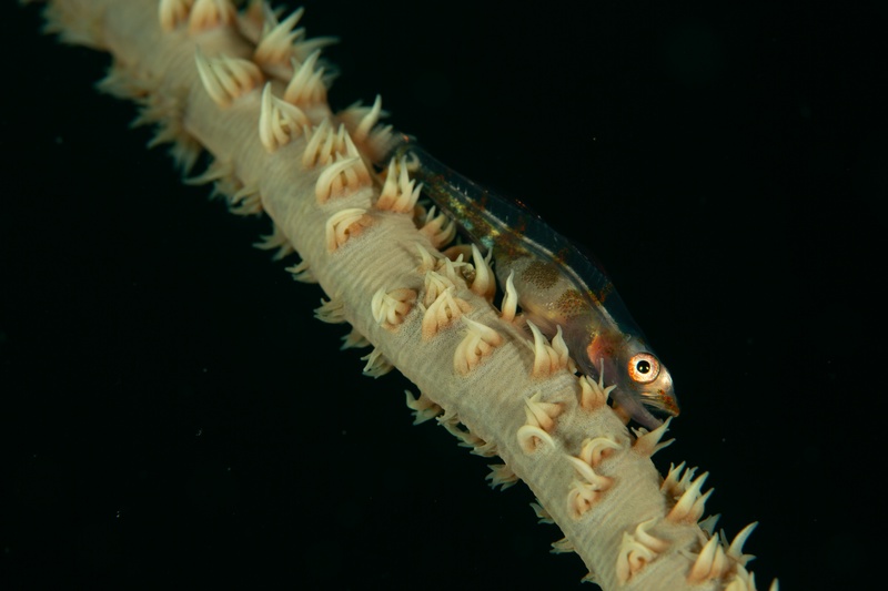 Whip coral goby in macro close-up, translucent body perched among white polyps on black.