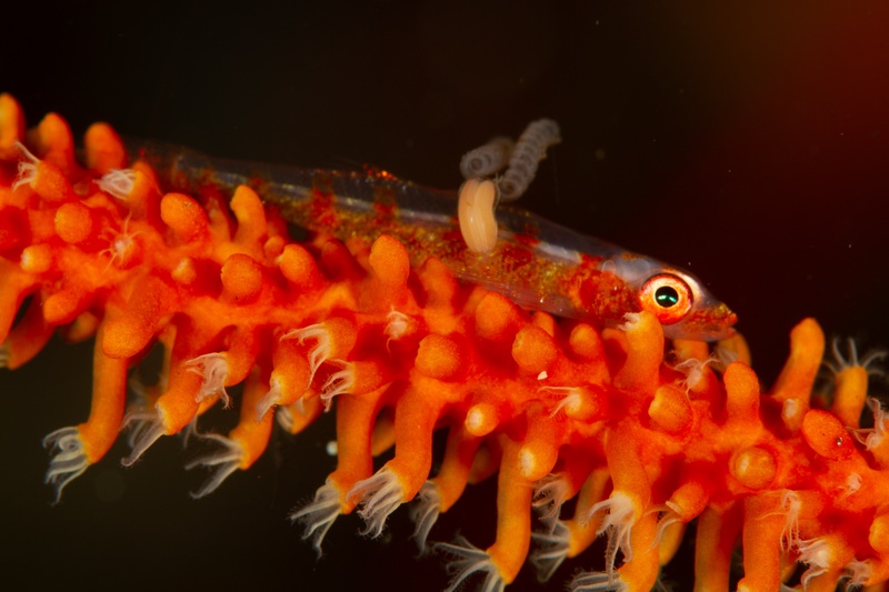 Whip coral goby rests on orange soft coral, its translucent body dusted with fine red speckles.