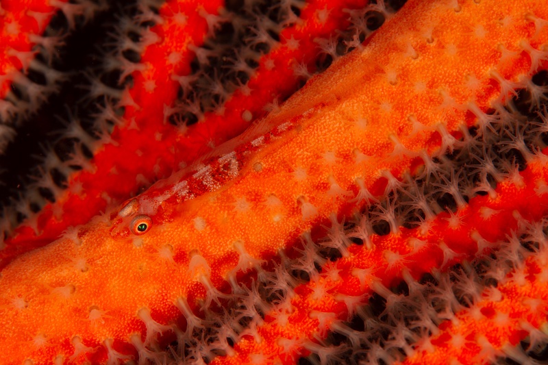 Whip coral goby clinging to an orange-red gorgonian, nearly disappearing among the open polyps.