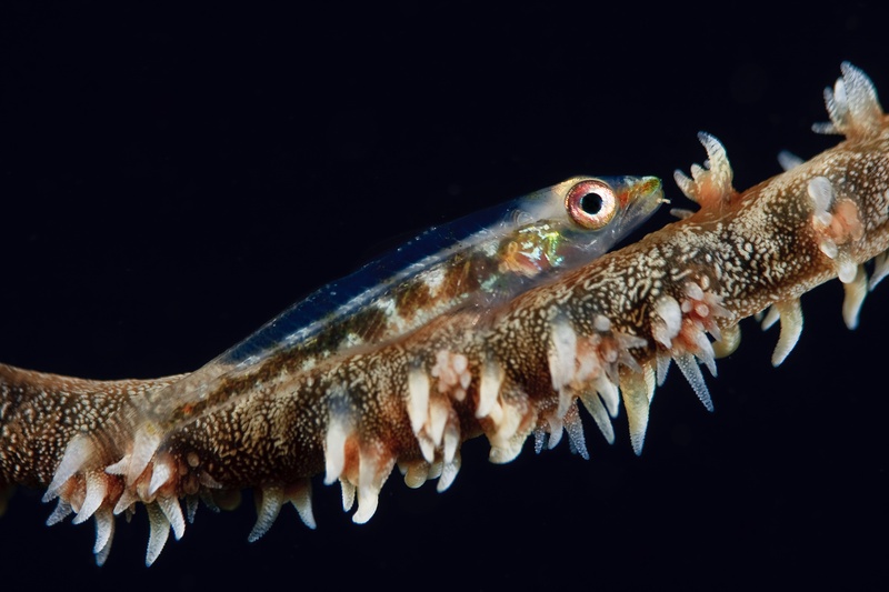 Whip coral goby perches on a polyp-studded whip coral, translucent body matching the textured stem.