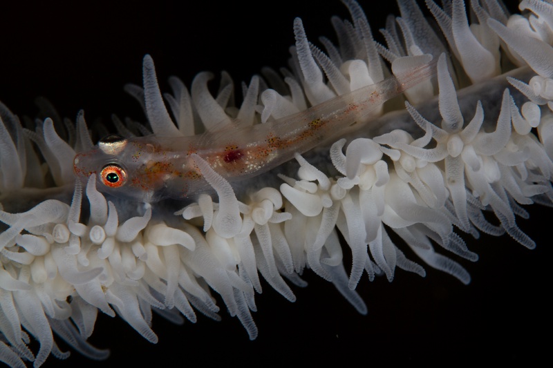 Macro portrait of a whip coral goby, translucent body speckled red-orange on a white coral stem.