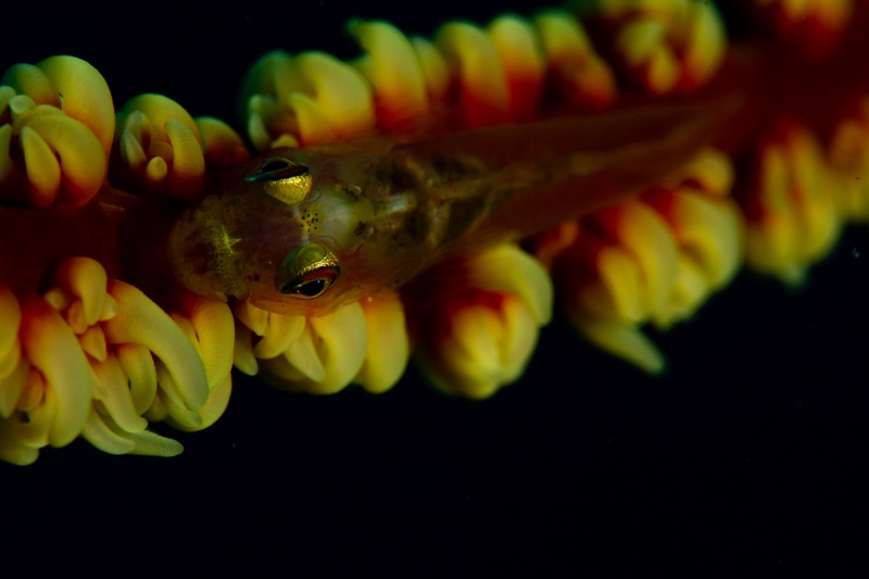 Whip coral goby perched on yellow and red coral, translucent body suspended against black water.