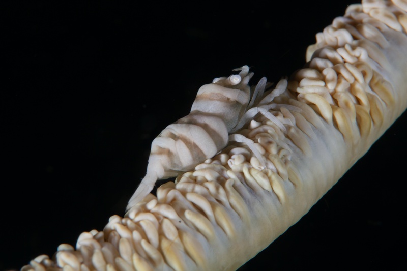 Whip coral shrimp clings to a pale branch, translucent body banded brown against black water.