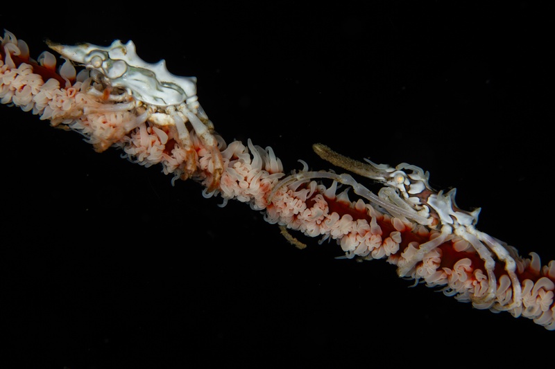 Translucent whip coral shrimp clings to a wire coral among curled polyps, barely visible against the dark background.