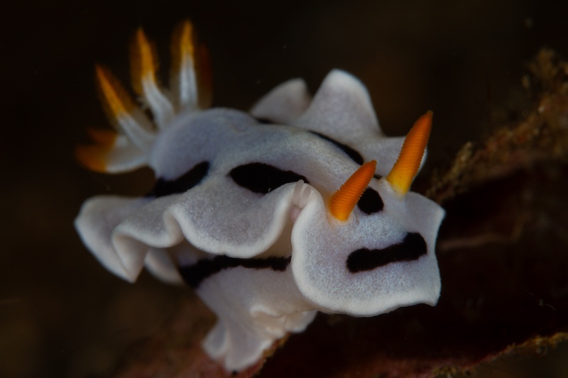 White Glossodoris nudibranch crawls the dark reef, orange rhinophores leading its black-edged mantle.