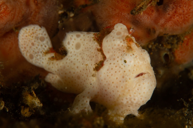 White painted frogfish speckled pink, perched on orange sponge and braced on fin-like feet.