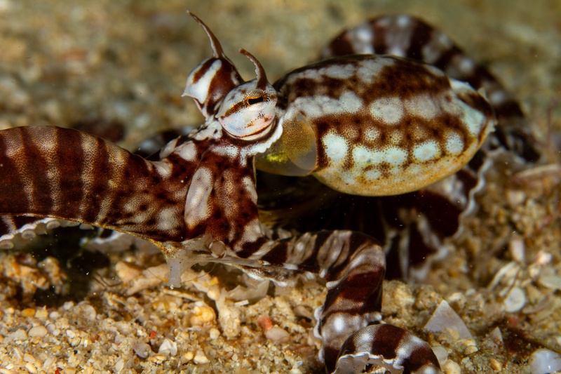 Wonderpus octopus crossing sandy bottom, banded arms spread as it hunts across the seabed.