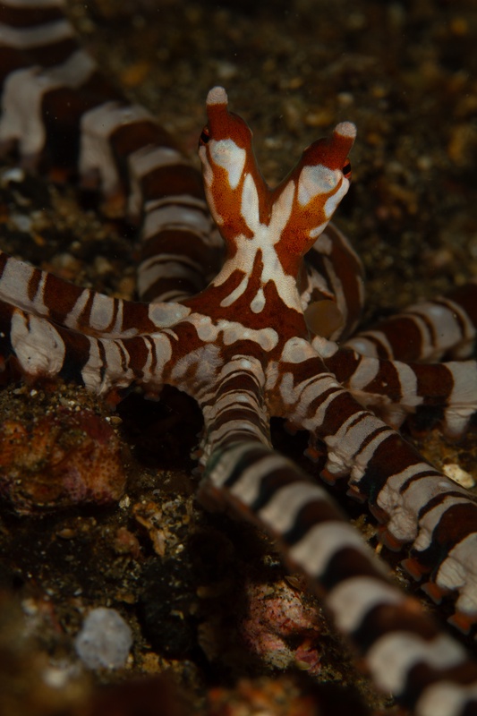 Wunderpus octopus spreads its banded arms across the muck, facing the lens in a low frontal portrait.