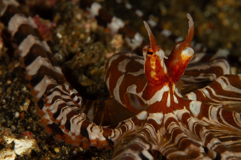 Wunderpus octopus sprawls over sand, striped arms spread wide to show its banded pattern.