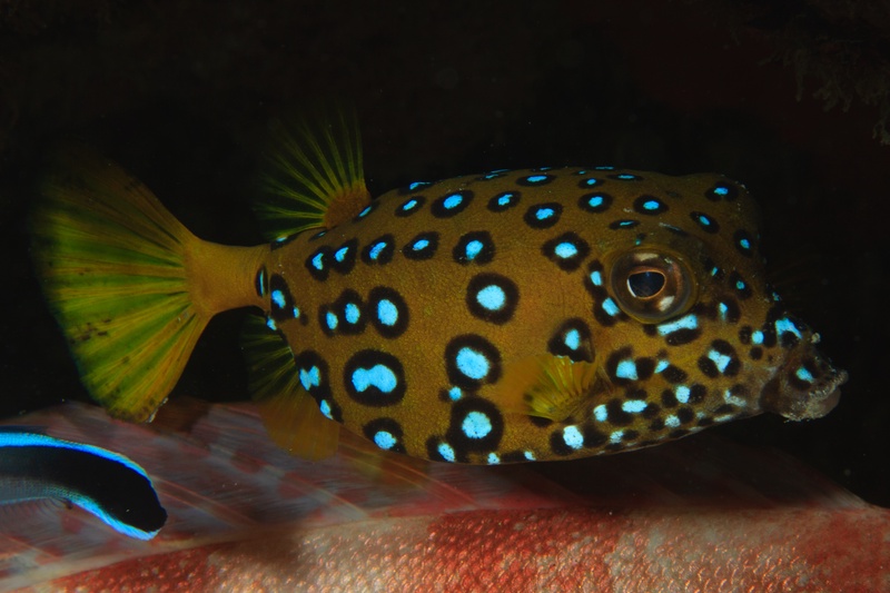 Yellow boxfish on a night dive, electric blue spots glowing as it paddles past the reef.