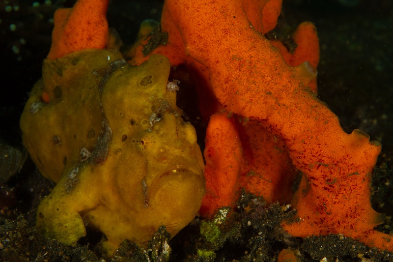 Yellow painted frogfish hunkers beside an orange sponge, almost melting into Lembeh black sand.