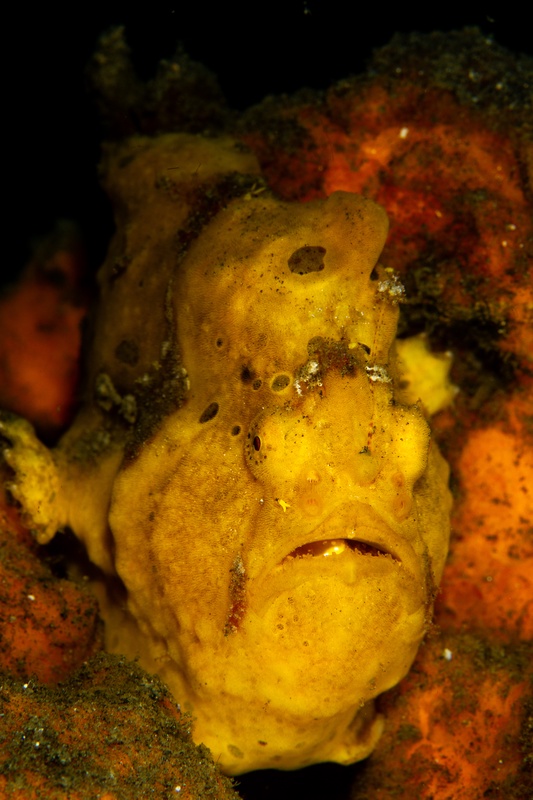 Yellow painted frogfish faces the camera, textured skin and downturned mouth giving it a stubborn glare.