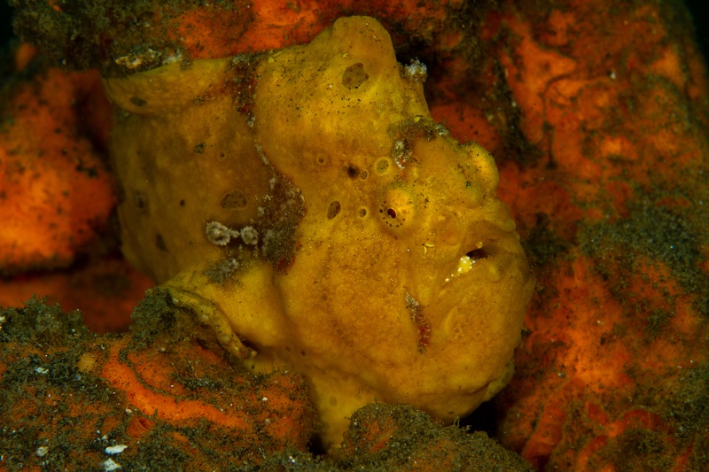 Yellow painted frogfish hunkered on an orange sponge, warted skin matching the reef around it.