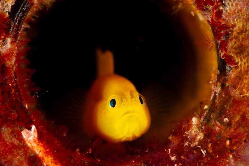 Yellow goby peering from a coral-crusted bottle, blue-ringed eyes filling the round opening.