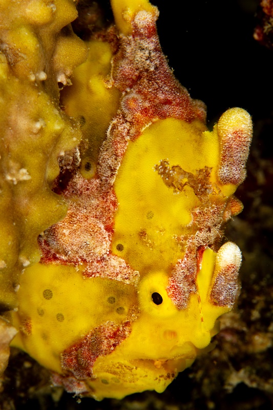 Warty frogfish resting motionless on a yellow sponge, textured skin and tiny lure easy to spot.