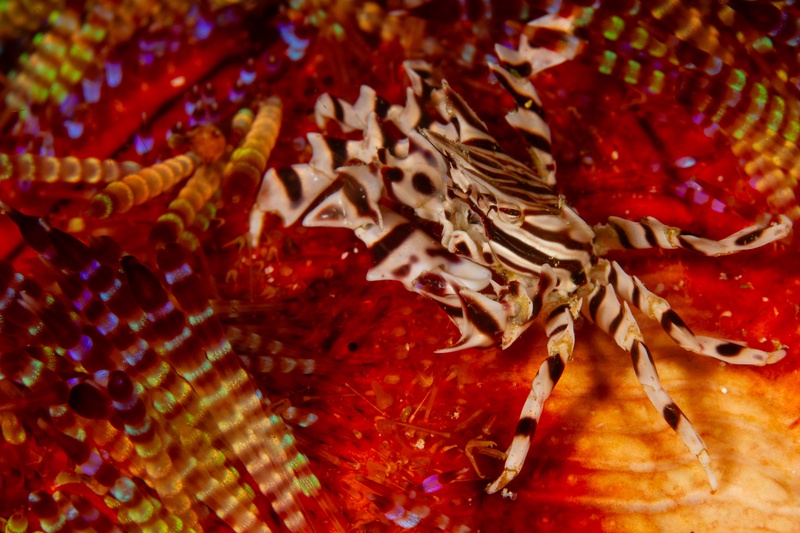 Zebra crab grips a red fire urchin from above, striped legs threaded between banded spines.