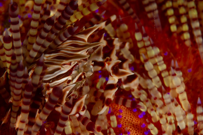 Zebra crab tucked among red fire urchin spines, its brown-and-white pattern built for camouflage.