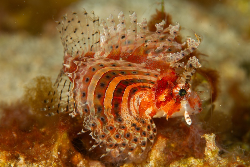 Zebra lionfish settled on the reef, orange-and-white fin rays spread like a fan.
