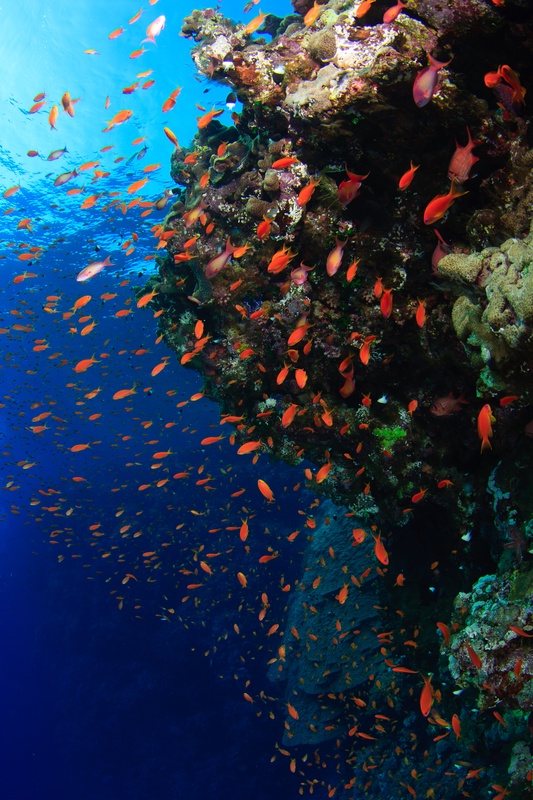 Orange anthias cloud a coral wall at Brothers Islands, flashing in and out of the current.