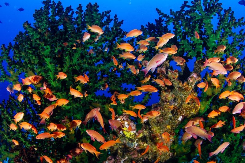 Orange anthias crowd above green branching coral, flashing against the blue Puerto Galera water.