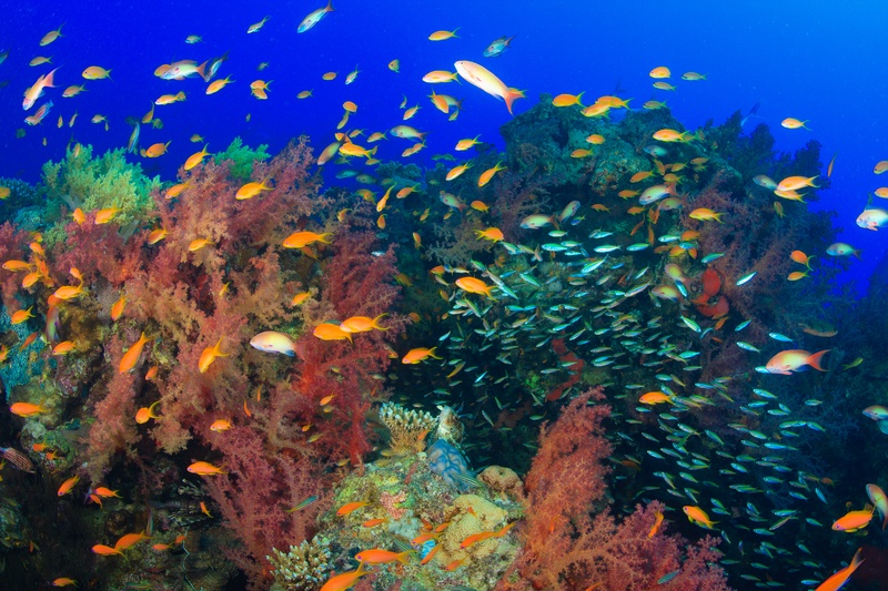 Orange anthias and green chromis pulse above pink soft corals on a Nuweiba reef.