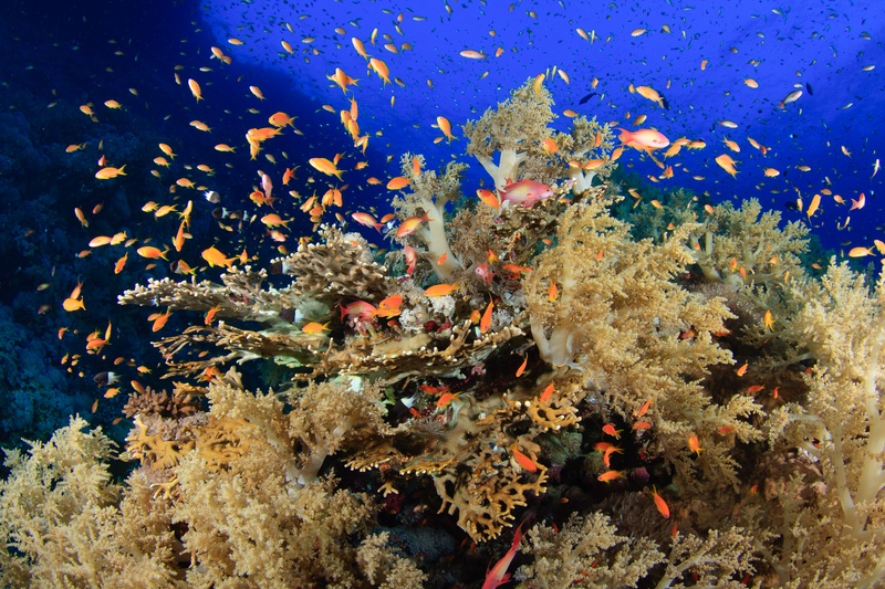 Orange anthias swarm above golden soft corals, turning the reef top into a moving cloud.