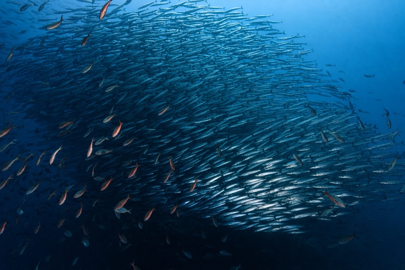 Dense baitball of silver barracuda surrounded by red creole fish in deep blue Galapagos waters.