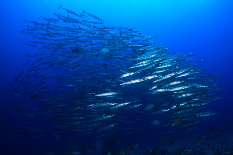 Barracuda wheel into a dense silver formation over Malpelo reef, bodies flashing as they turn.