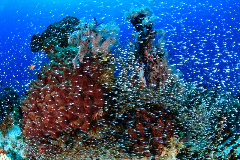 Glassfish pack tight around red barrel sponges and sea fans on a Komodo reef.