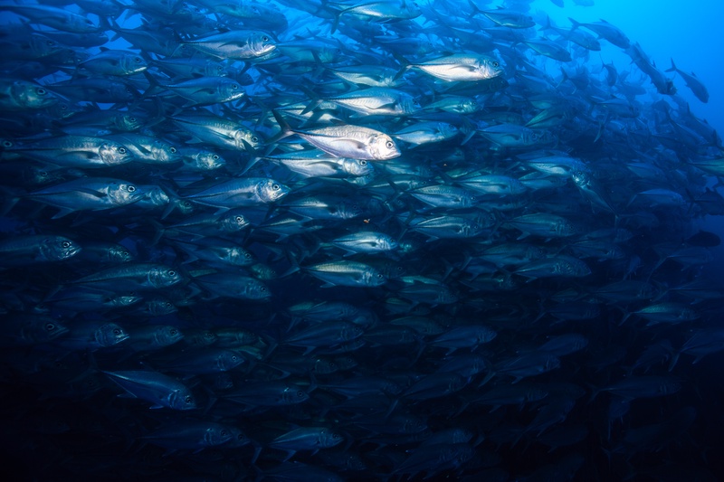 Hundreds of silver bigeye jacks stack into a dense wall, turning the blue water to metal.