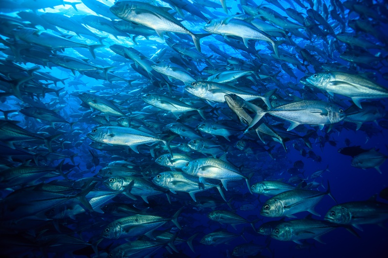 Bigeye trevally compress into a dense silver wall, turning in unison off Malpelo.