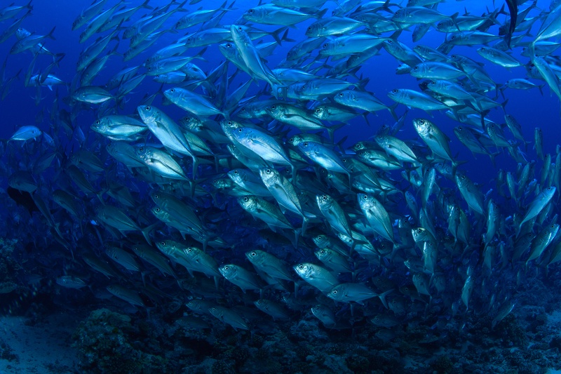 Bigeye trevally wheel in tight formation above the Tahiti reef, silver bodies catching the dark blue.