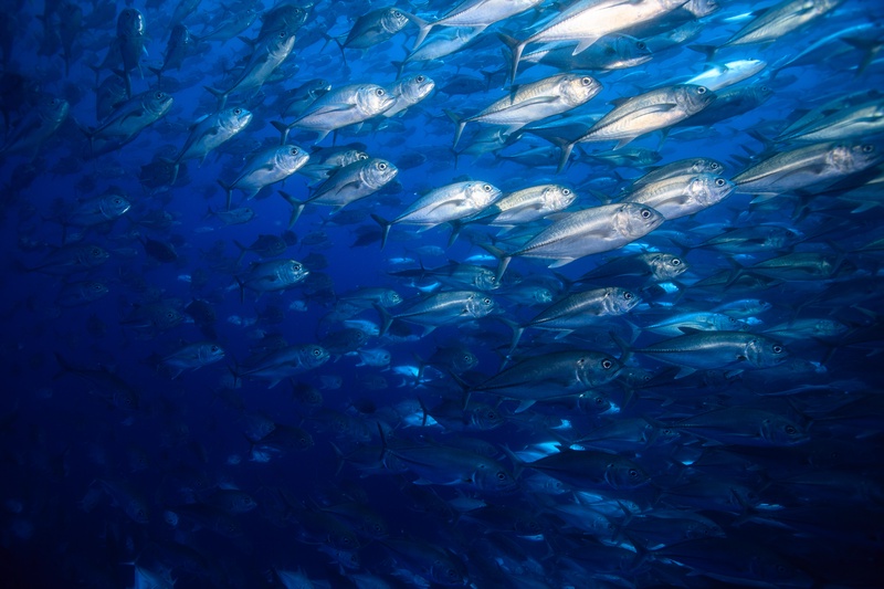 Bigeye trevally stream across Cocos blue in a tight silver school, bodies flashing as they turn.