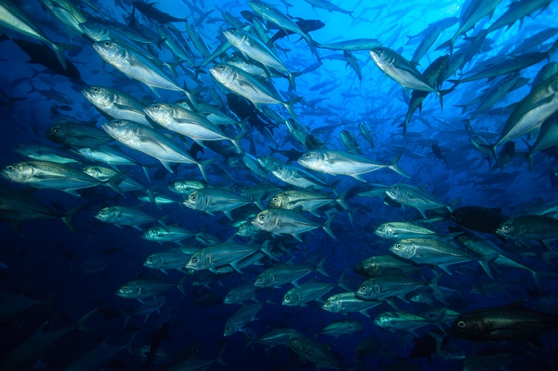 Bigeye trevally surge past at close range, silver bodies and oversized eyes crowding the frame.