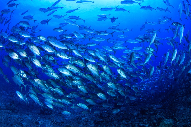 School of silver bigeye trevally sweeps over the reef, bodies flashing in Tahiti blue.