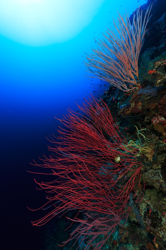 Red whip corals cascading down a vertical reef wall with a sunburst glowing through deep blue water above.