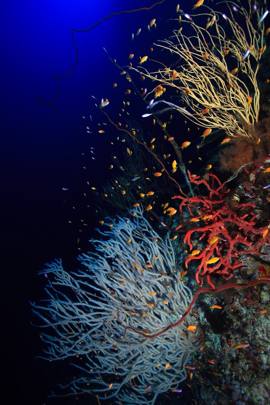 Blue-grey black coral fans and vivid red soft coral crowd the wall, anthias darting between branches.