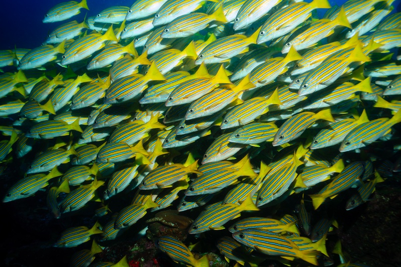 Blue-striped snappers pack into a tight school at Cocos, yellow lines shimmering across the frame.