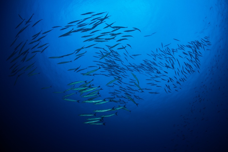 School of chevron barracuda sweeping through open blue with sunlight streaming from the surface.