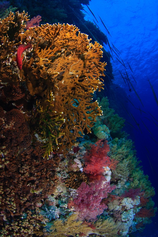 Fire coral, pink soft corals, and a red grouper stack color across a steep Red Sea wall.