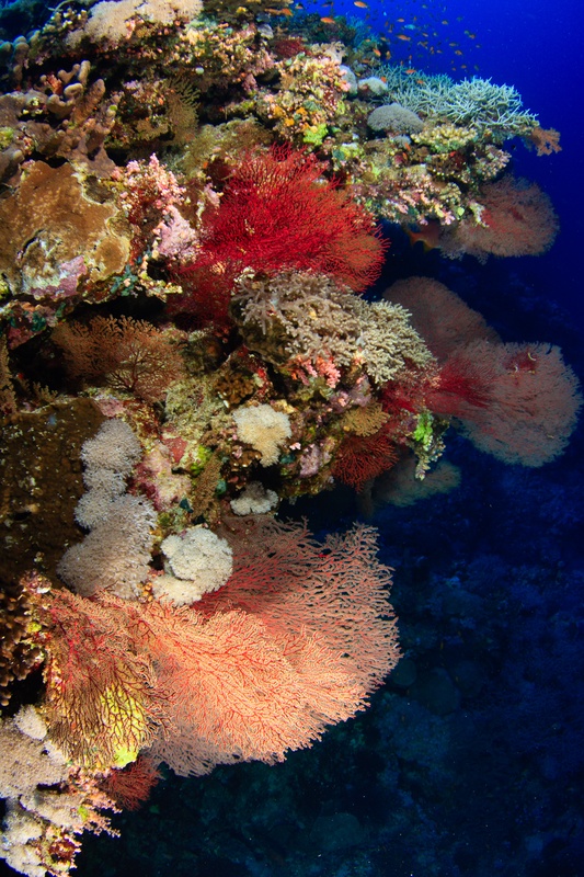 Reef wall packed with red gorgonians, pink sea fans, and soft corals fading into blue.