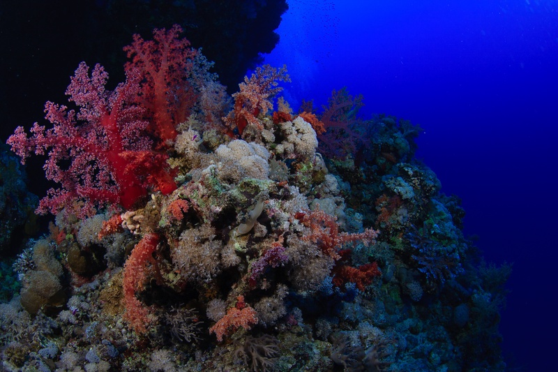 Red, pink, and orange soft corals blanket the Red Sea wall in a dense wide-angle scene.