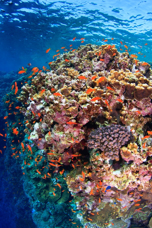 Orange anthias hover over a hard coral block that rises toward the bright shallow surface.