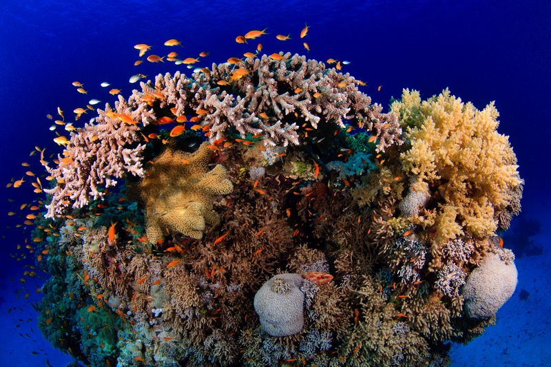 Anthias circle a coral block packed with hard coral branches and soft coral on the Marsa Alam reef.